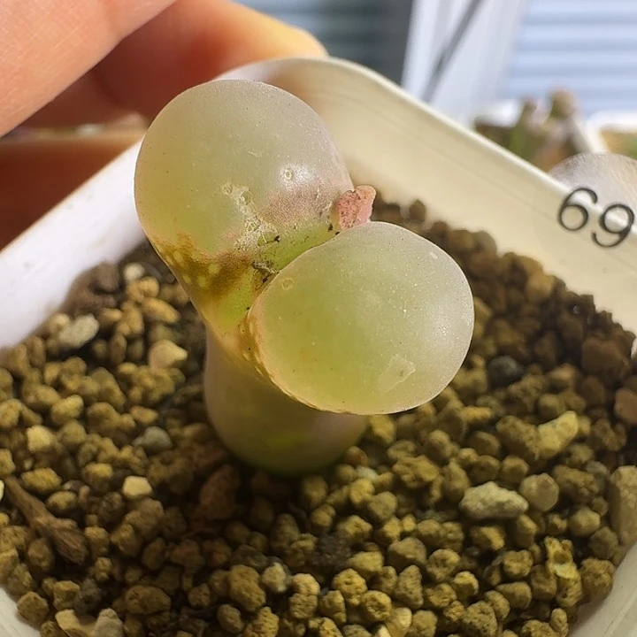 69.......多肉...........