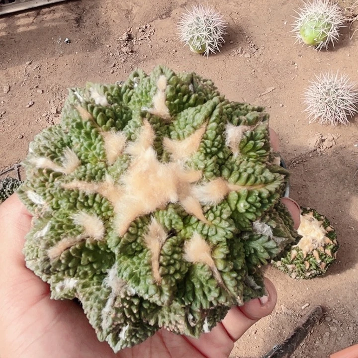 陈*退龟甲牡丹三角嫁接