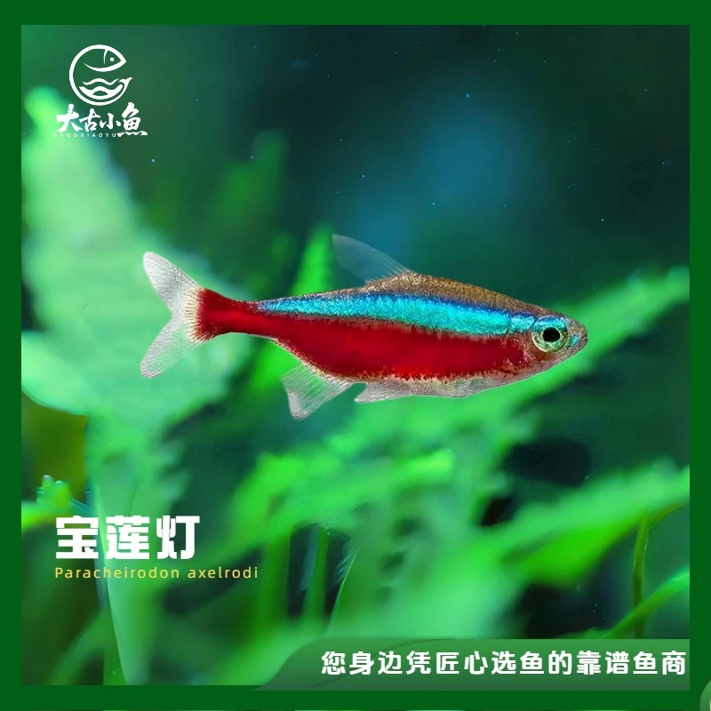 【大古小鱼】宝莲灯鱼