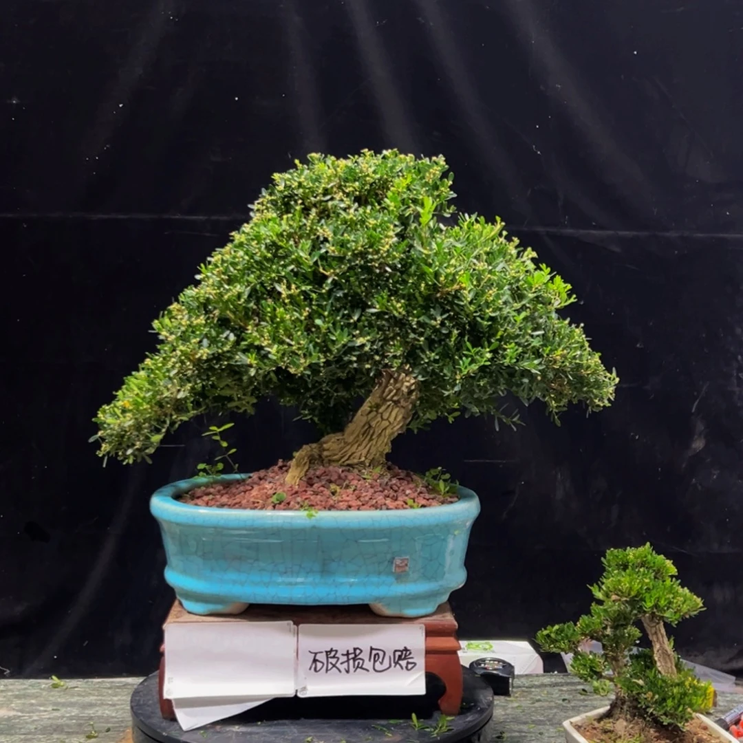 用***6无花朵广东皱皮雀舌黄杨