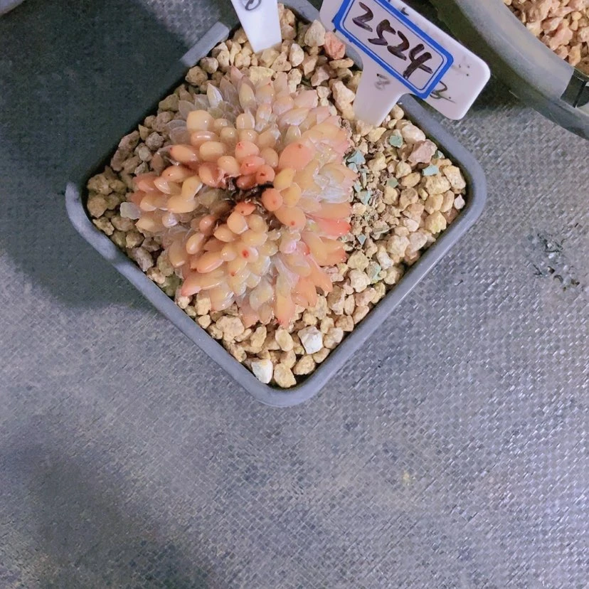 【闪购商品】゛****?2524