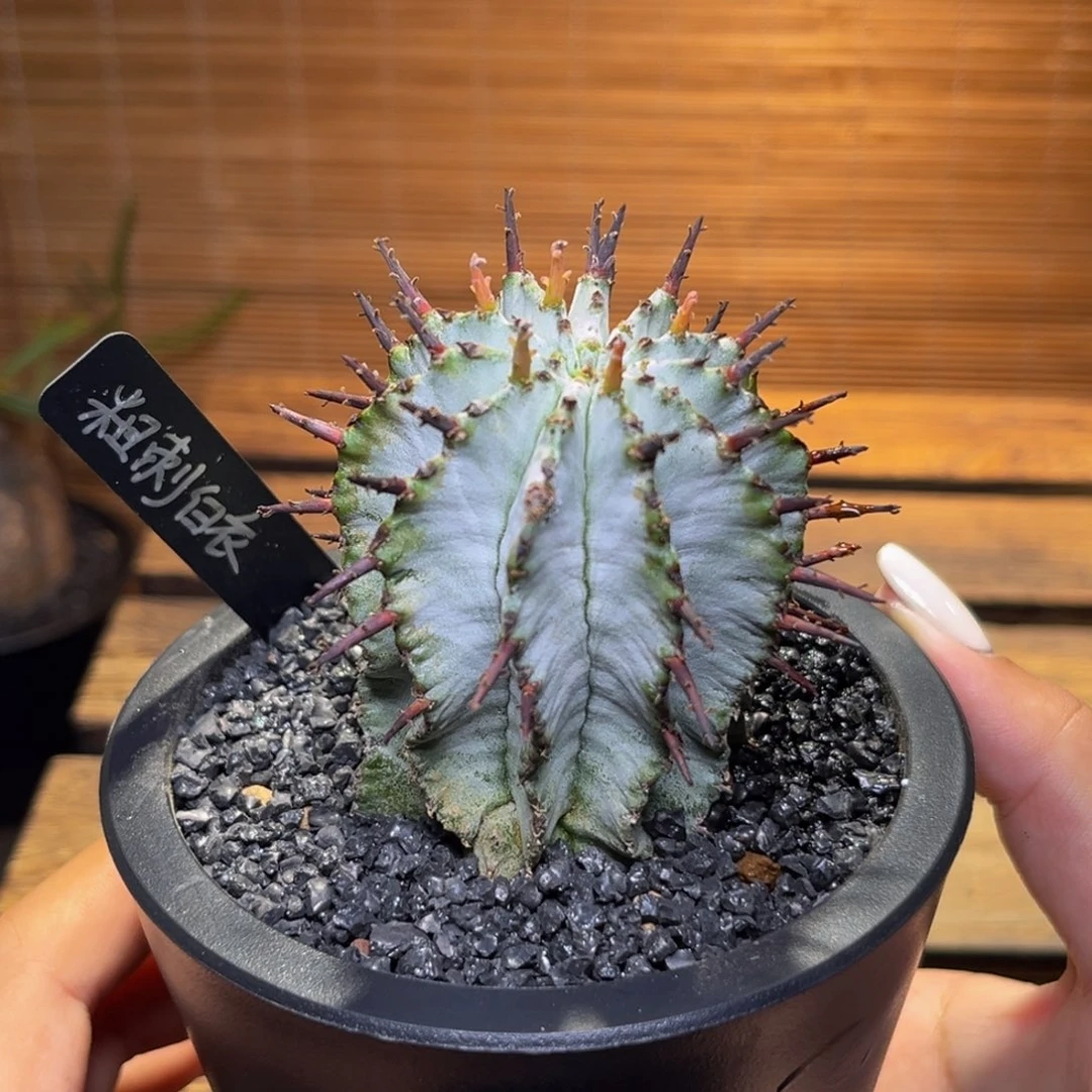 m白衣为魁伟玉带盆超白粗刺