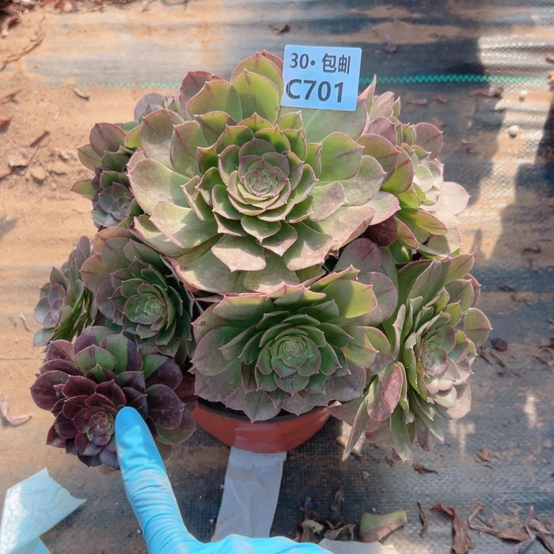 701万拉丝多肉法师