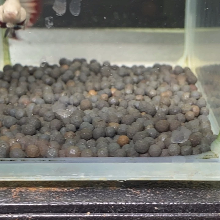 斗鱼泰国斗鱼166号