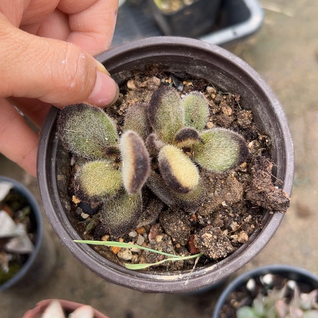 泰迪熊杜呃呃呃呃呃呃呃呃