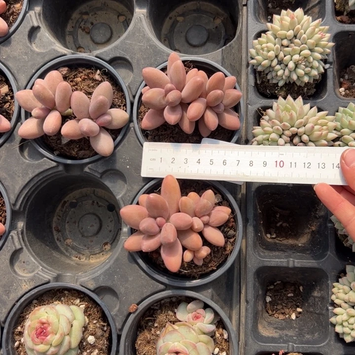 黑***妮420 多肉植物组合盆栽