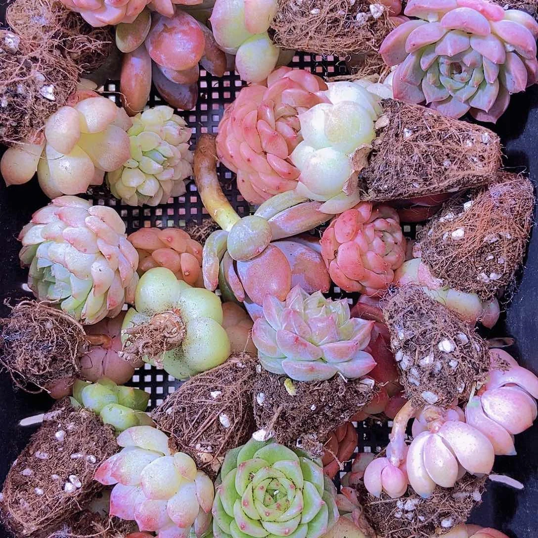 0000001量拍保底20颗，小