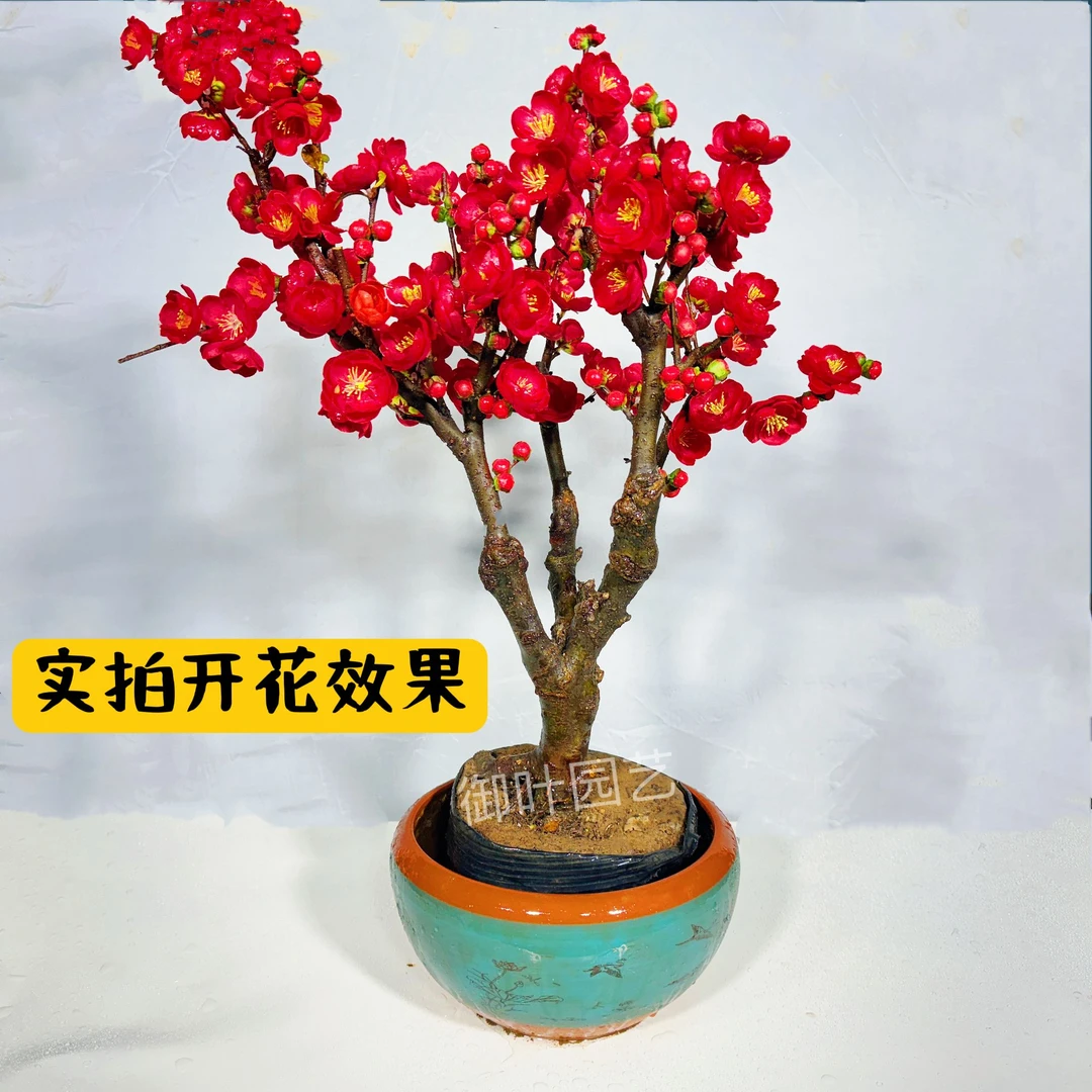 【宠粉超级福利】红宝石长寿冠海棠 开花机器大红花耐寒冬季开花