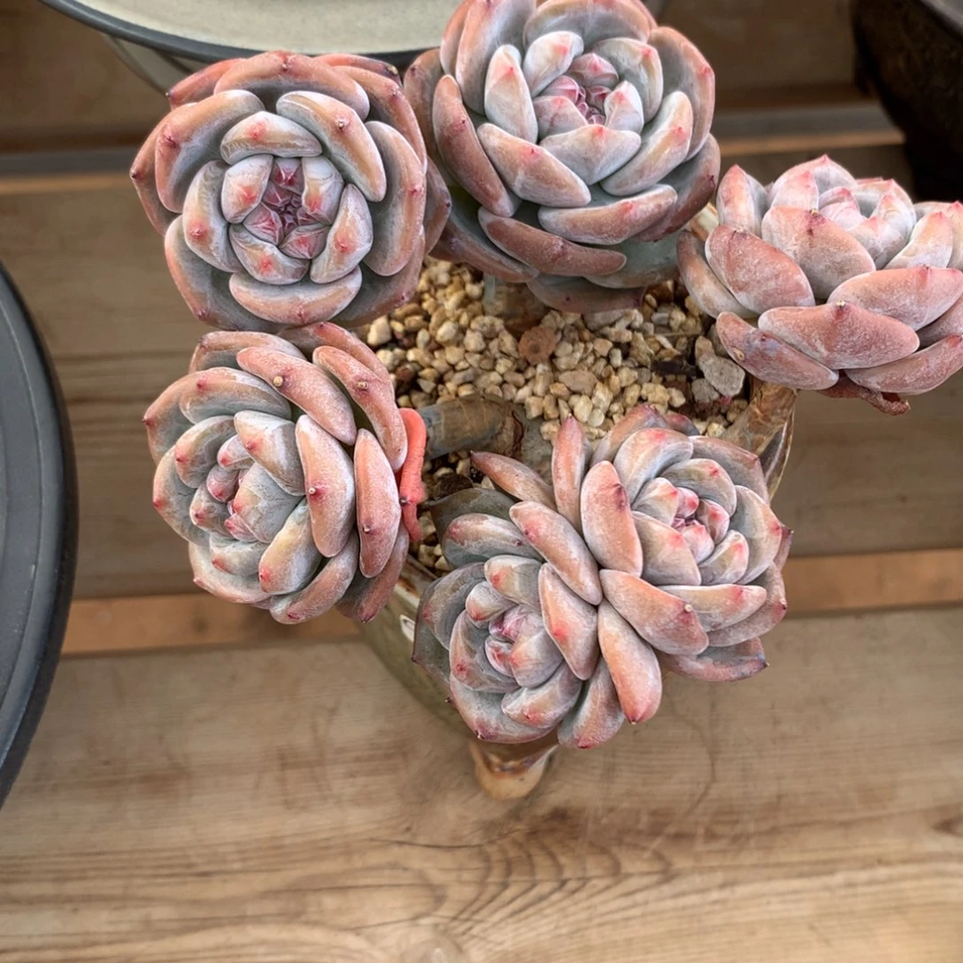 六头小肉宝子脸搞定