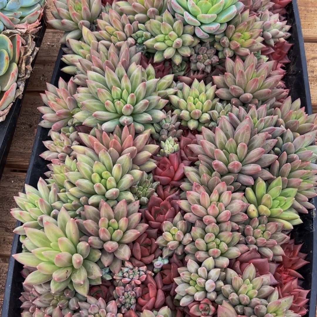 流***球325多肉植物的生长
