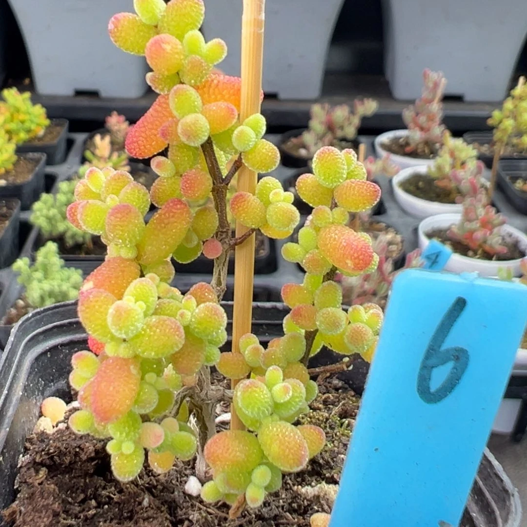 控养金桔糖球6号