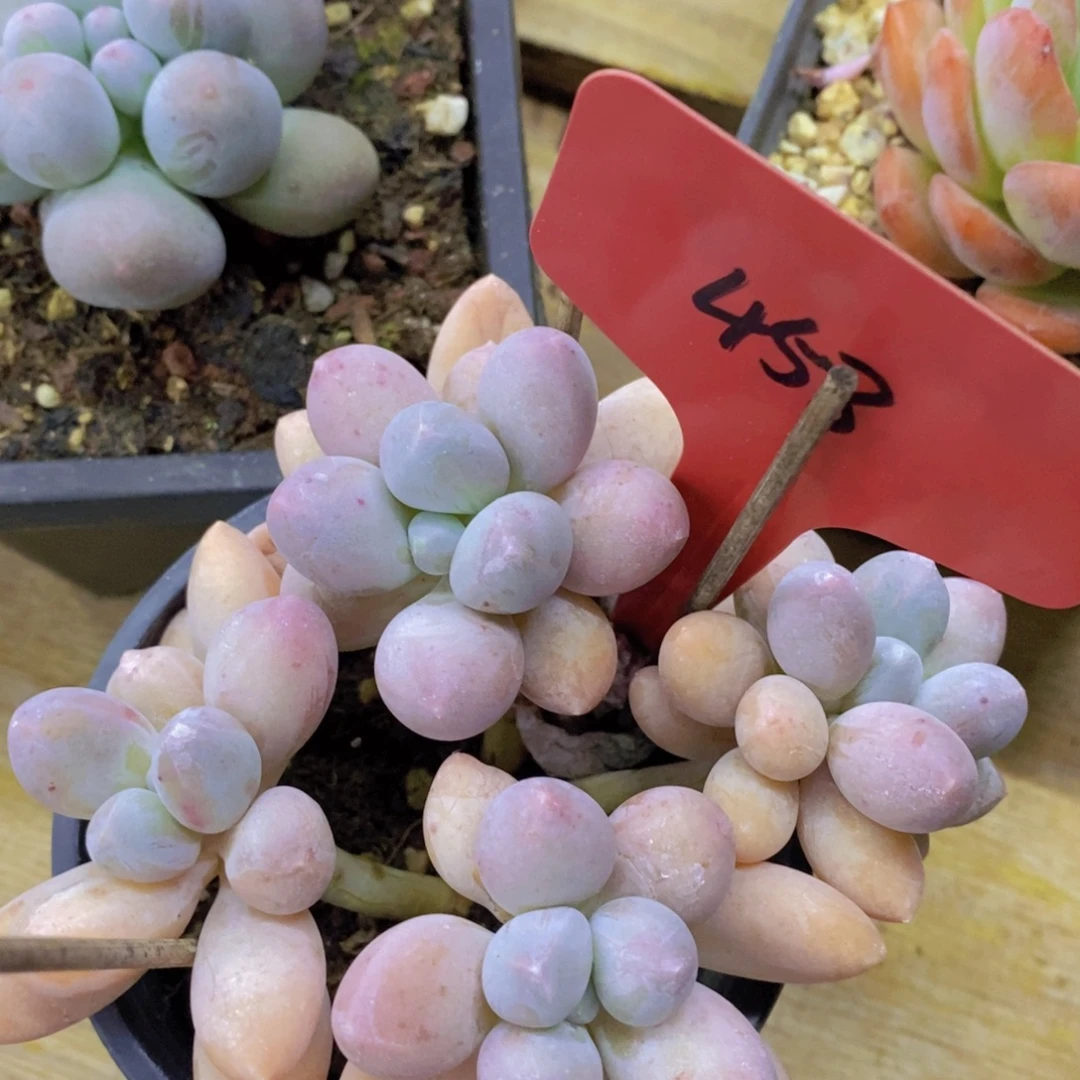 开心多肉，一物一拍，一单包邮