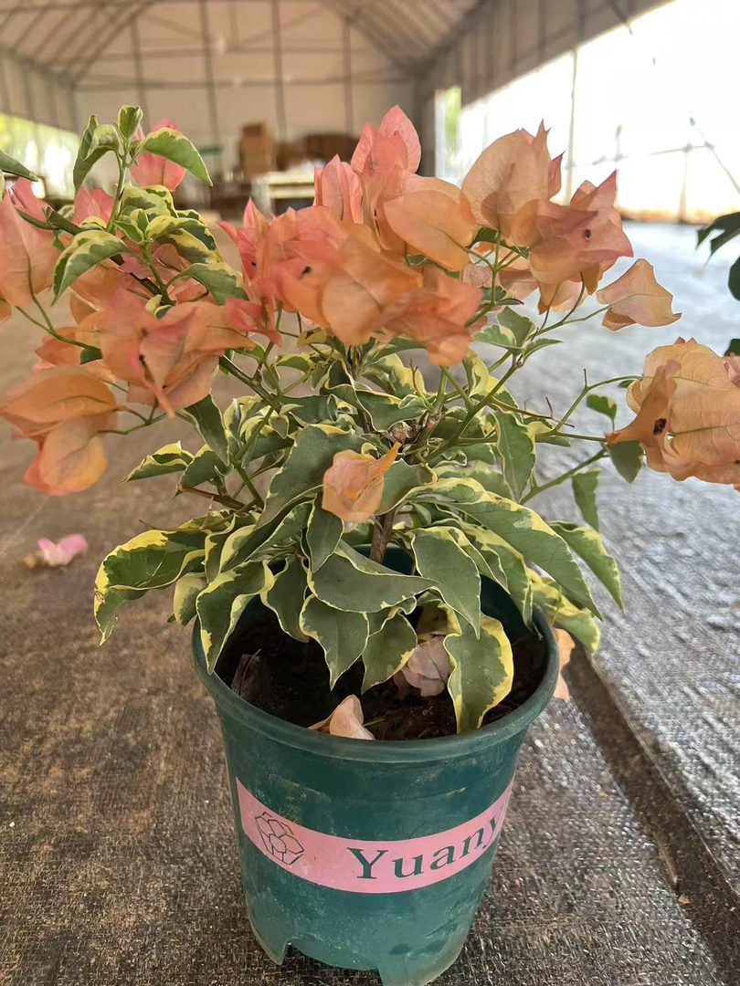 三角梅一物一拍运输途中掉花落叶折枝光杆换盆无售后