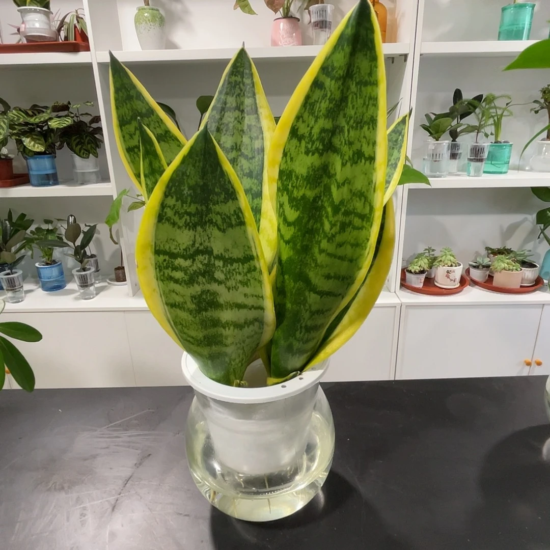 无花朵水培植物栽培技术122