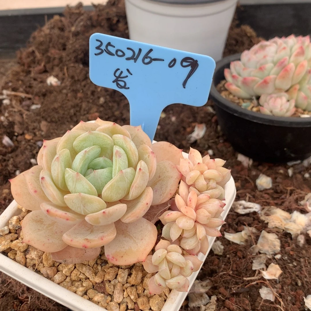 爱****哥350216-09劳林