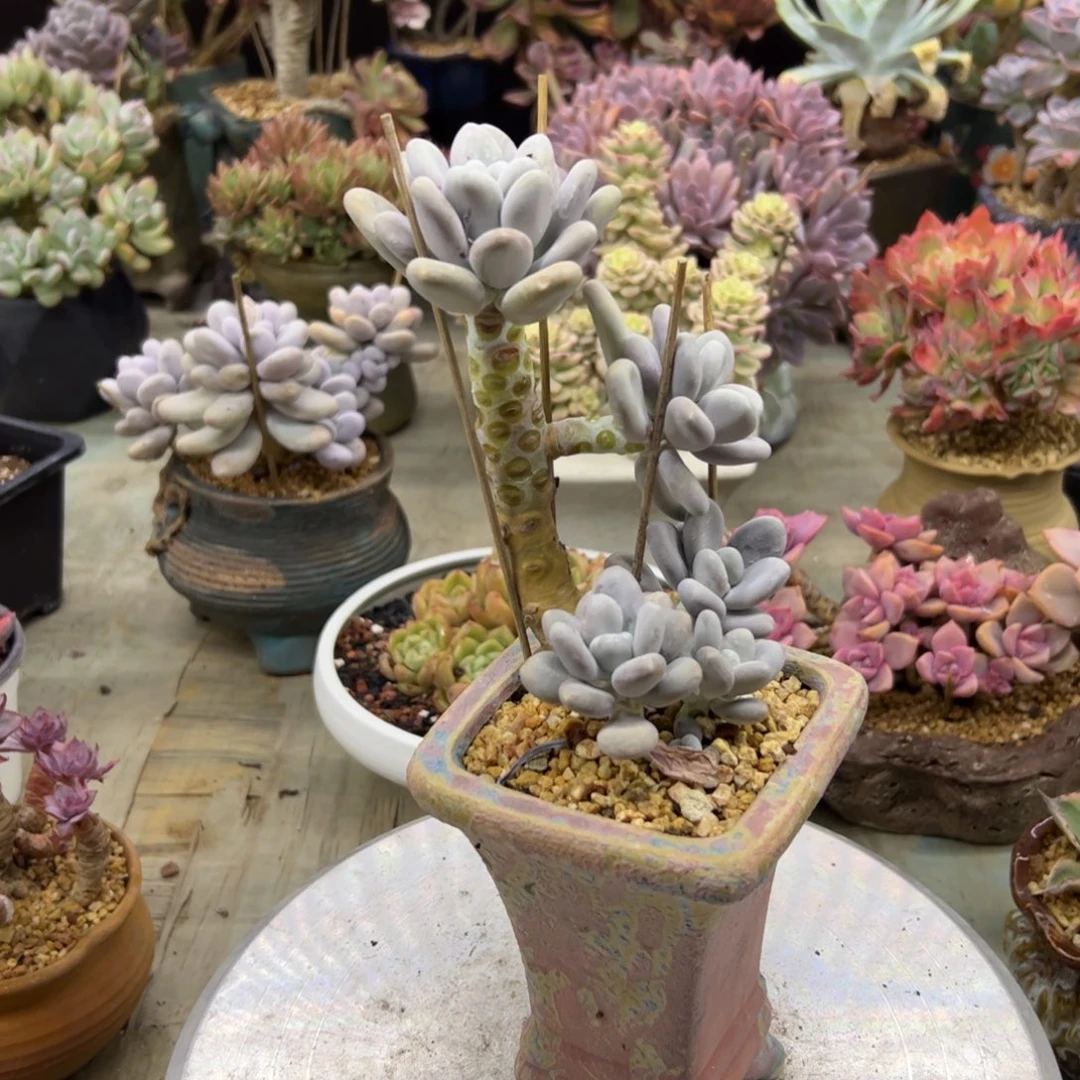 冷美人28 零零多肉植物