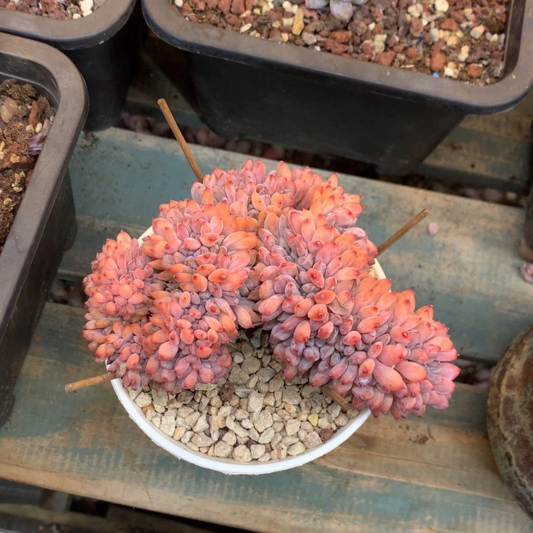 石榴籽高板韩版缀化