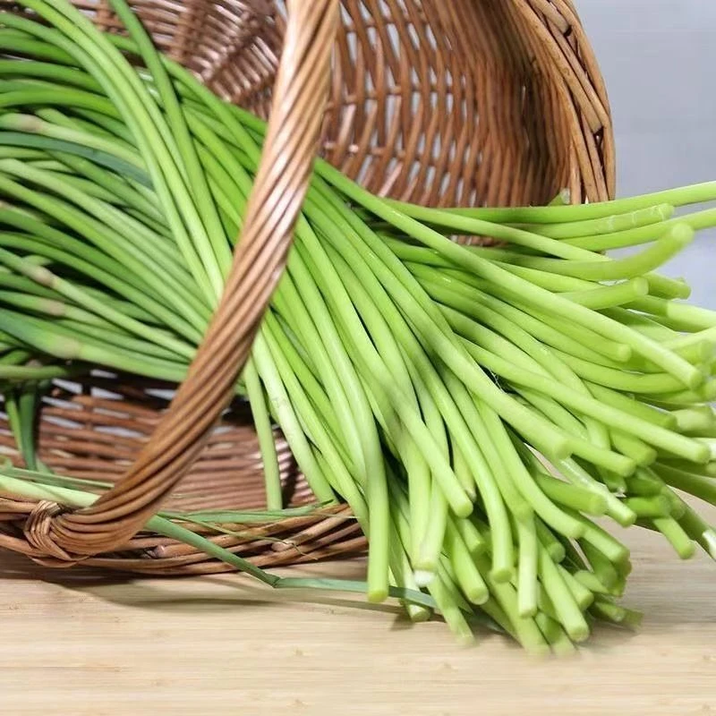 【运费险】2025年新鲜红帽蒜苔现拔现发农家自种多汁脆爽田间直发