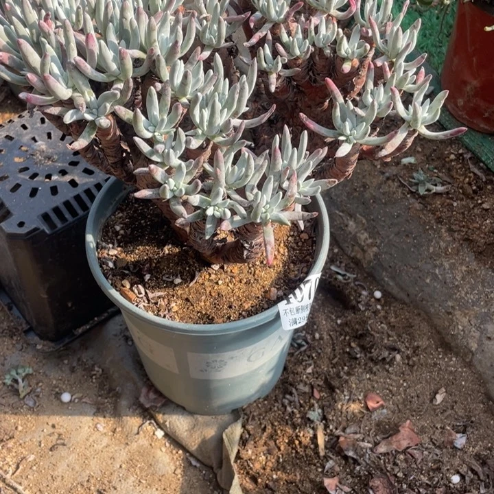 70号白鹭多肉植物