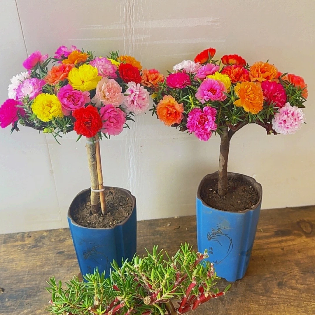 （拍二发三）重瓣宿根多色太阳花老桩多季节开花