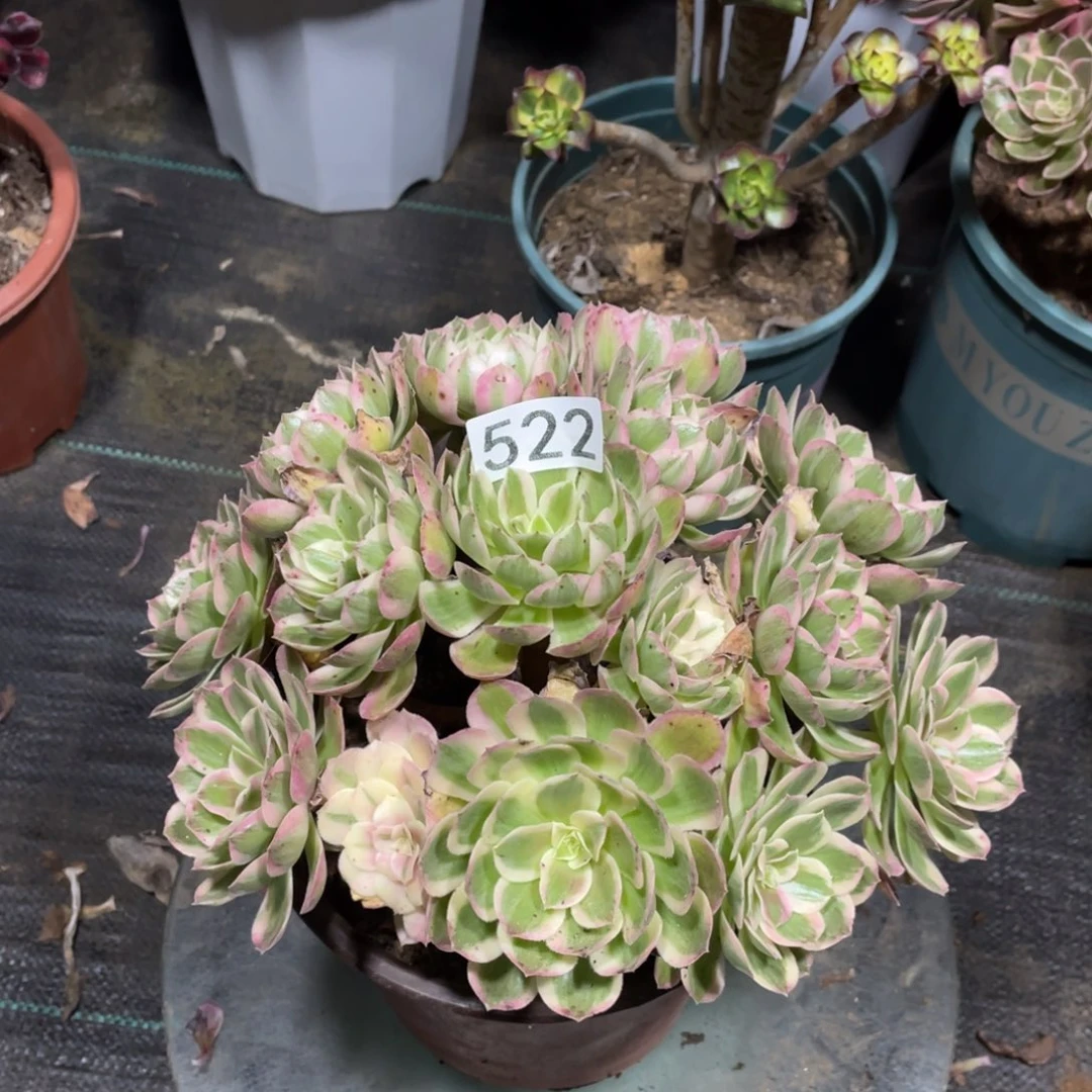 孔雀翎掐心款老桩