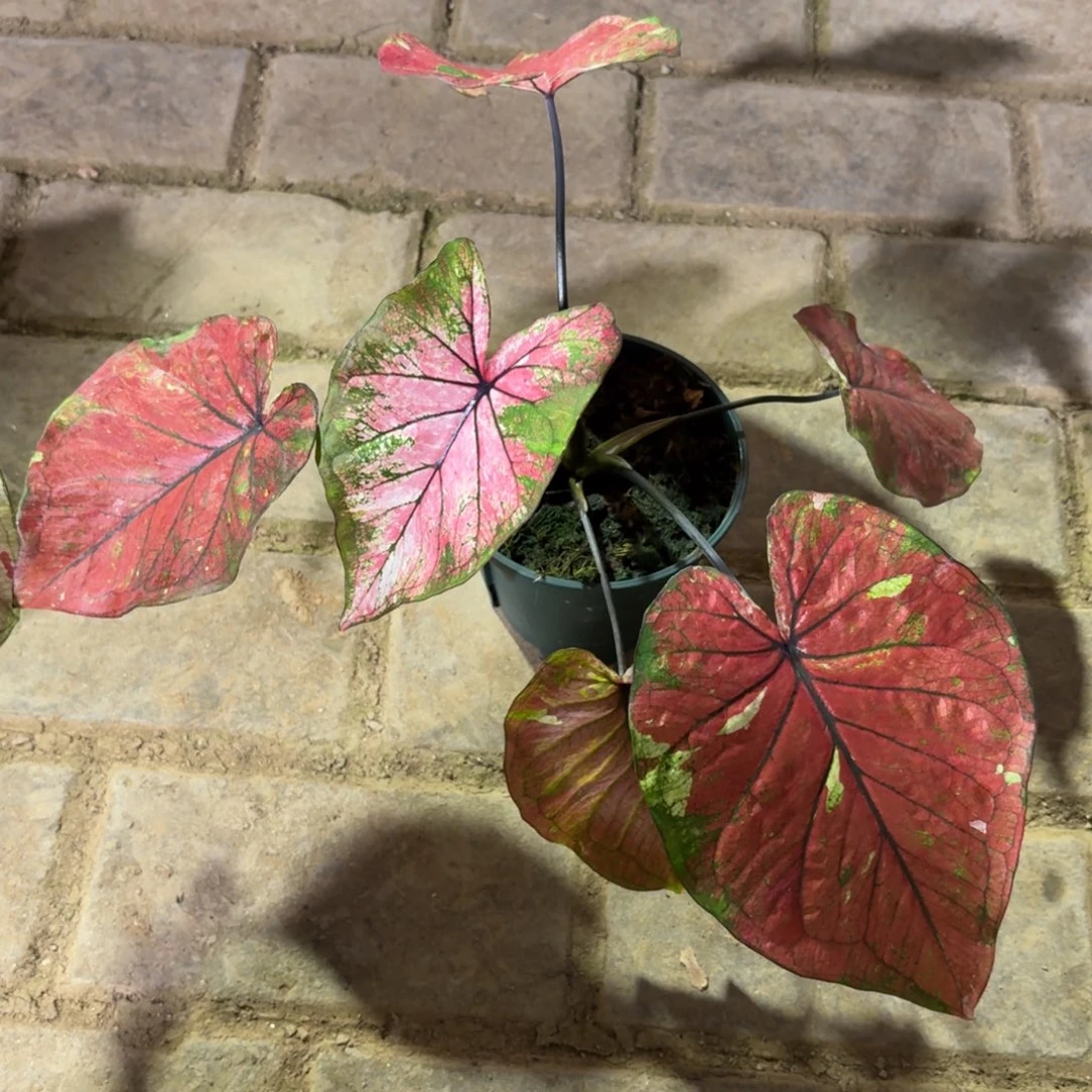 月亮之上 14-1126