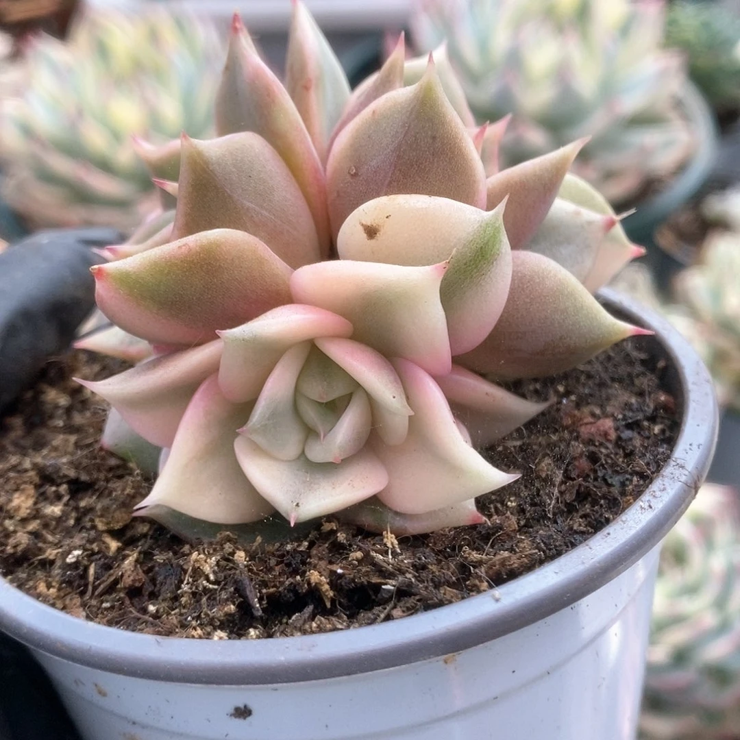 008五头双头覆轮锦