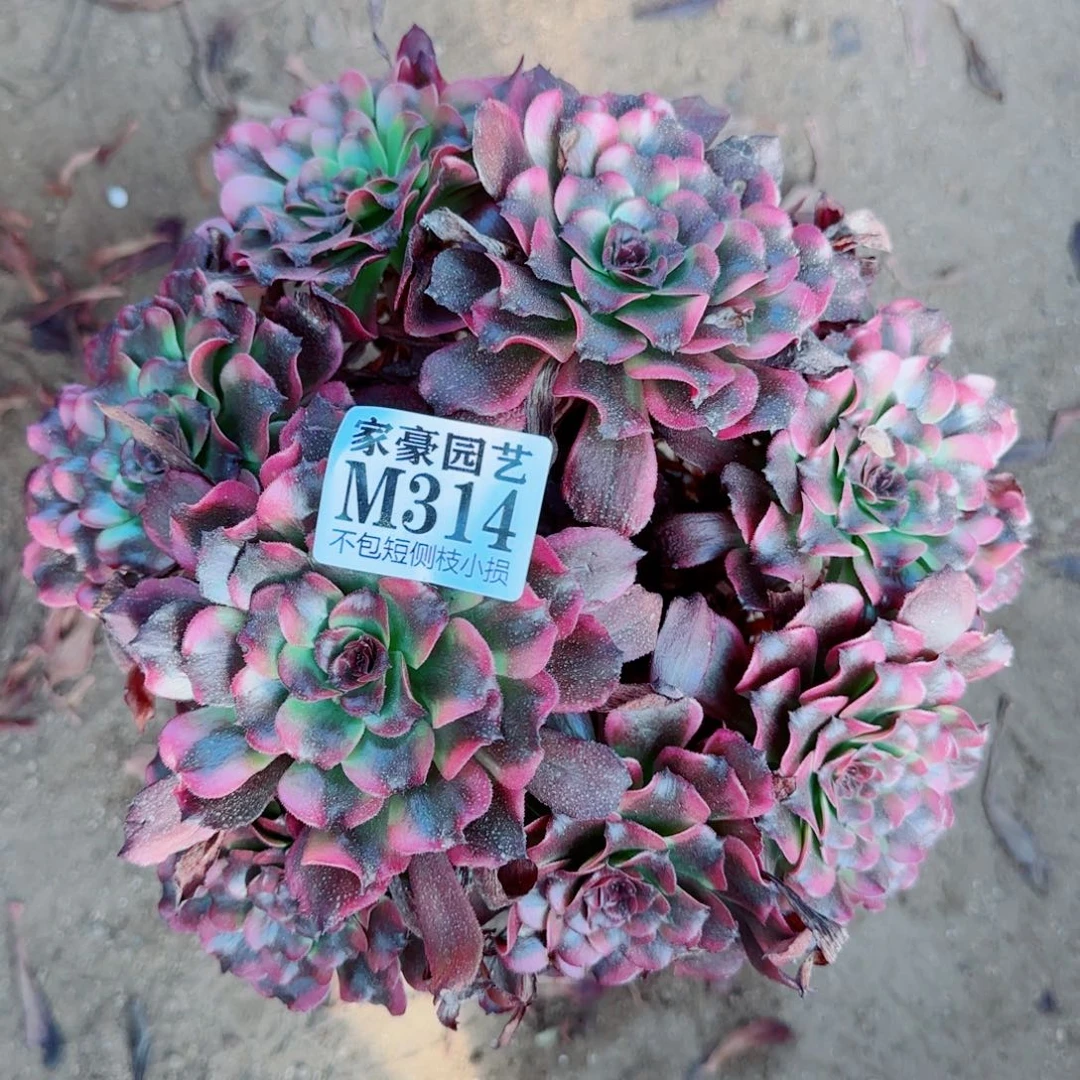 云姬发师314冠幅22