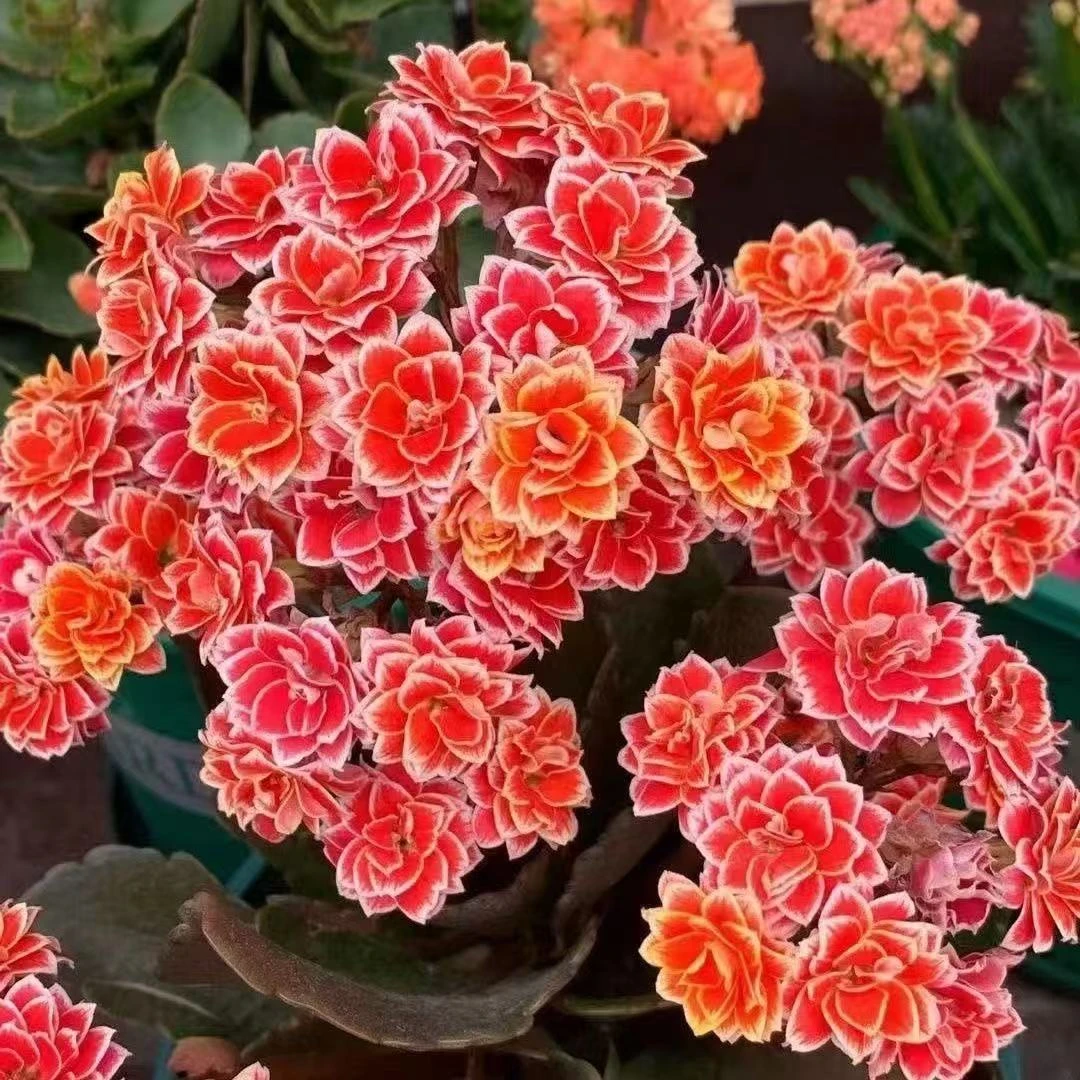 【金丝带80盆】大花重瓣原盆原土长寿花A级苗名贵长寿花