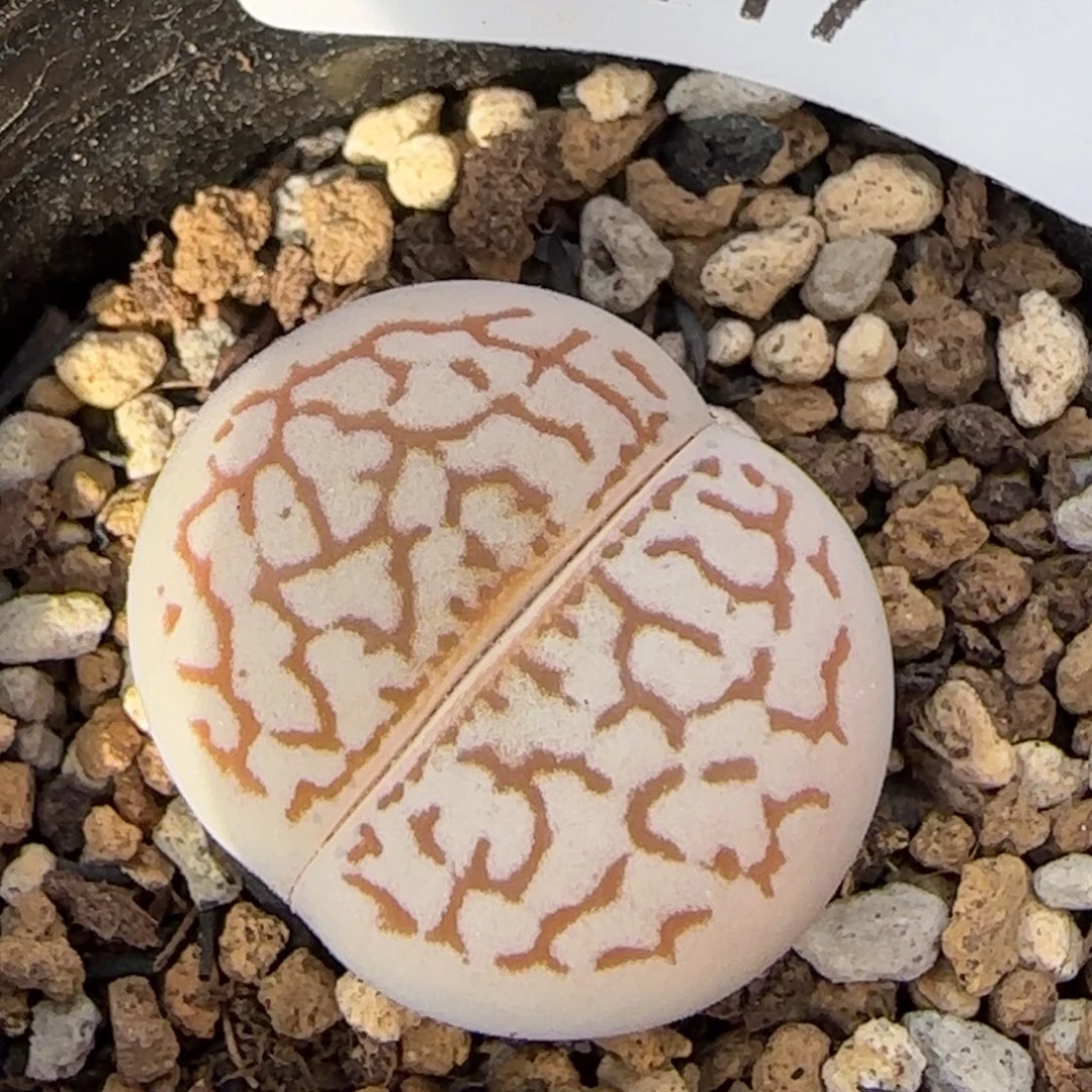 9117。默认脱土。18包邮。偏远88包邮