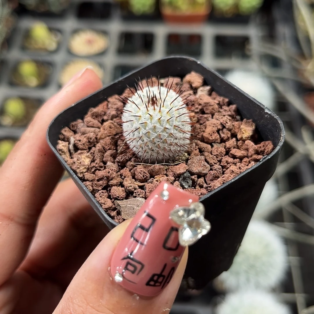 直刺蓓蕾单头发货单头