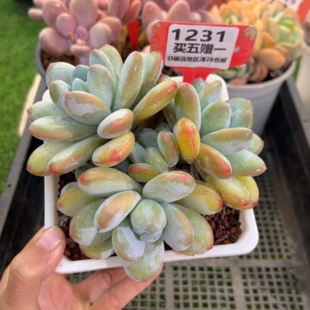 表妹精品多肉1231.