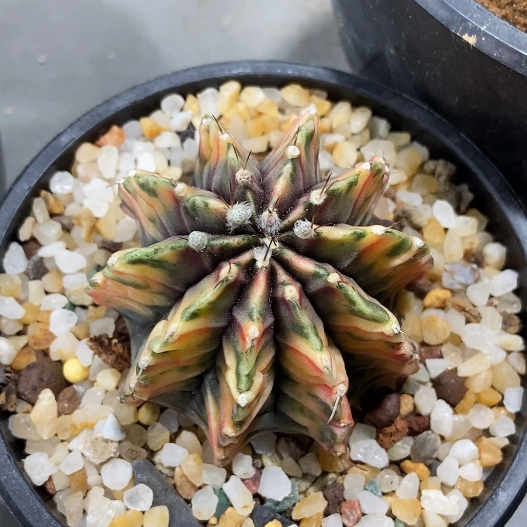 鱼***飞实生肋骨牡丹锦仙人球