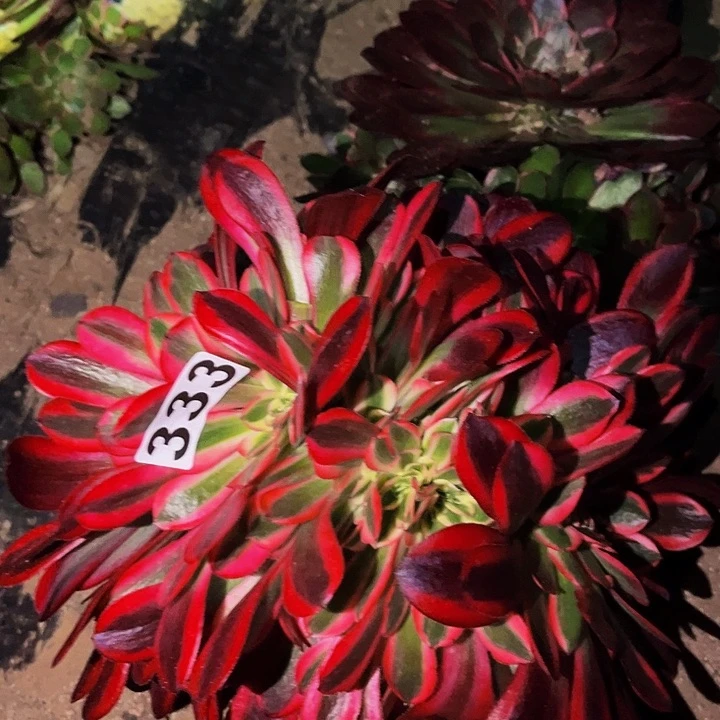 333美杜莎多肉植物处理不售后