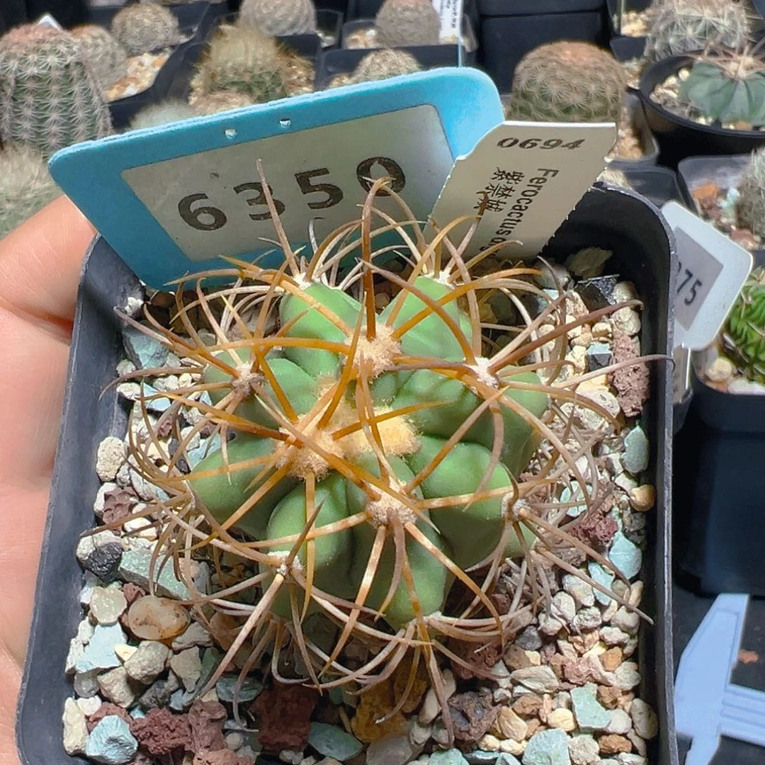 6350紫禁城实生裸根发货