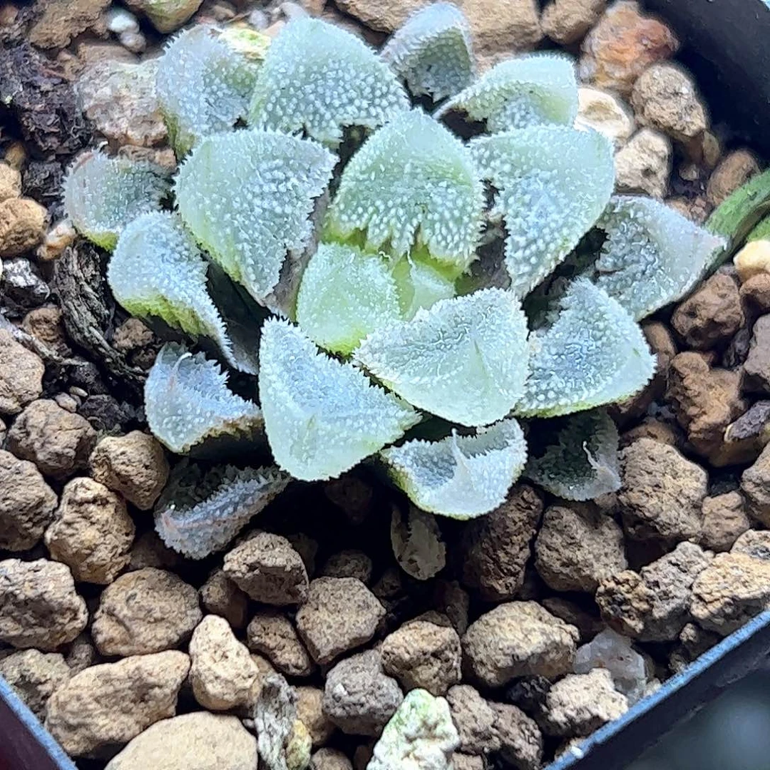 白帝城变异十二卷多肉