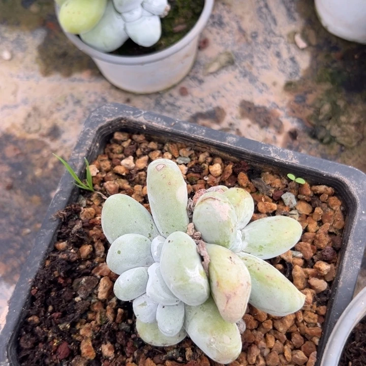 玛***卡可爱拇指，一物一拍1766