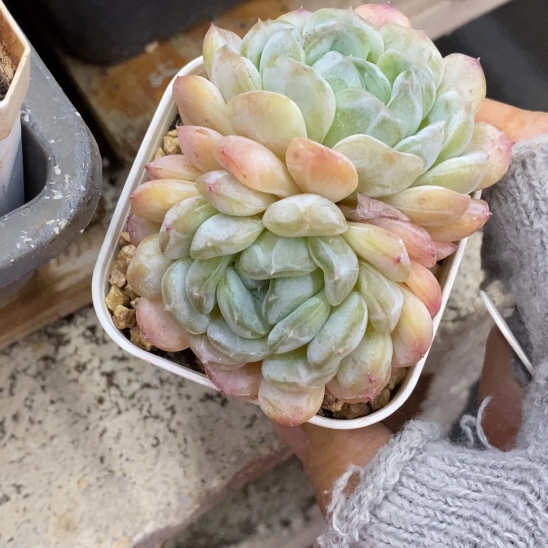 精品多肉一物一拍不包整265