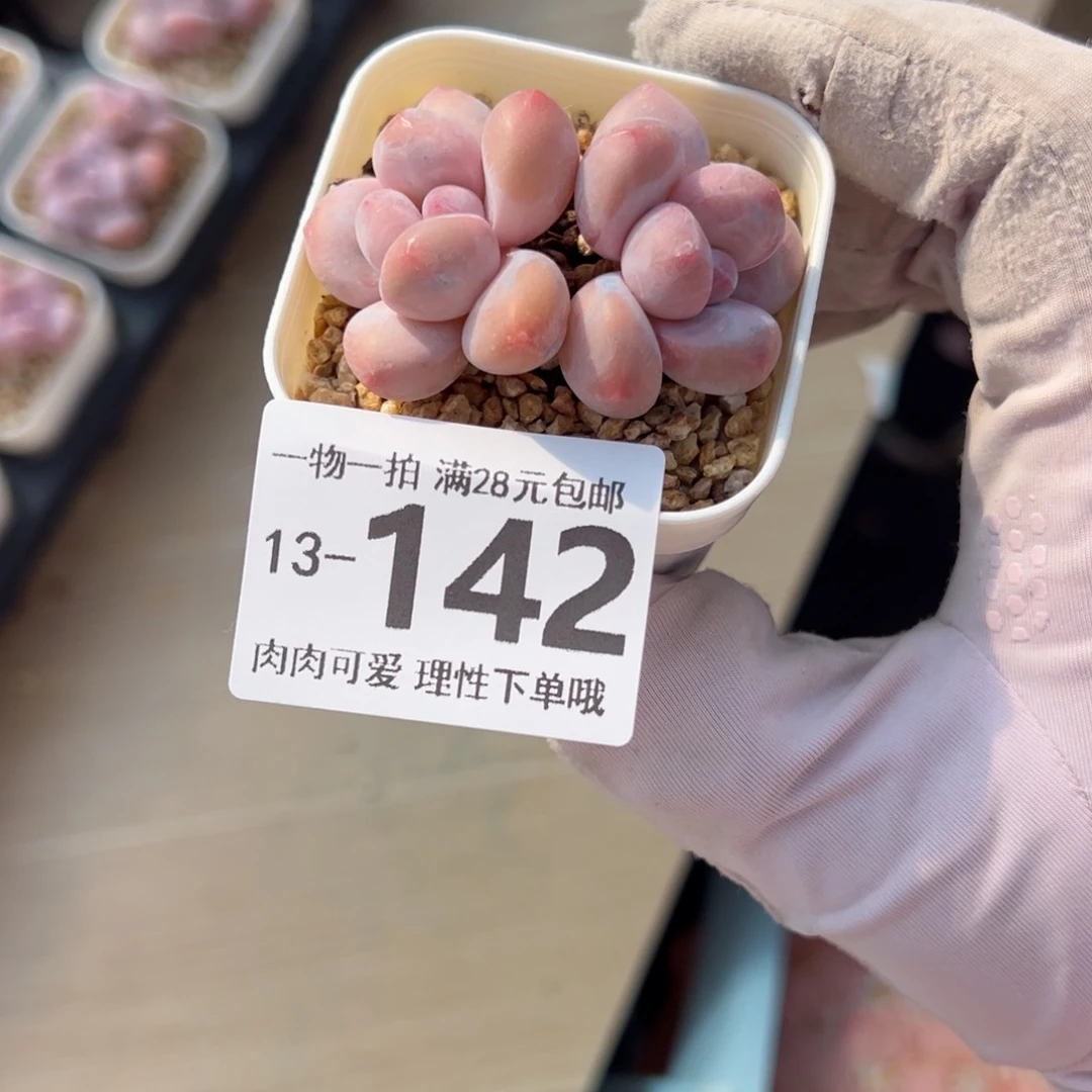 香水奶多肉多肉多肉多肉多肉