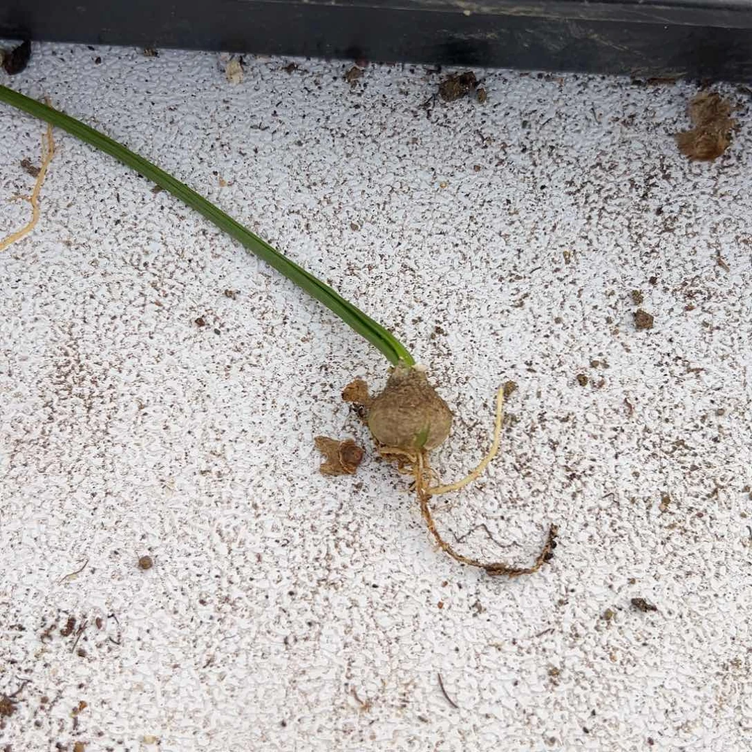 G***D苍角殿，一物一拍，