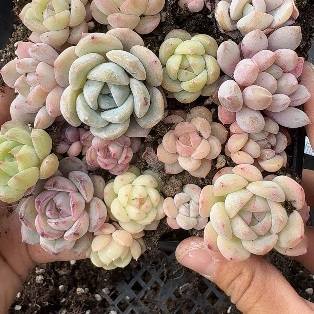 杂交新品珍妮多肉740