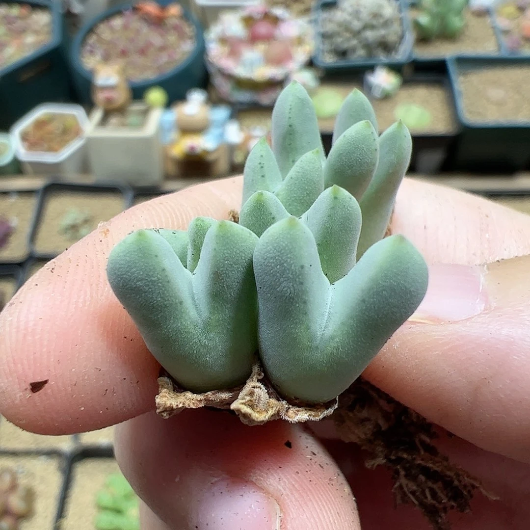 【闪购商品】302 福利