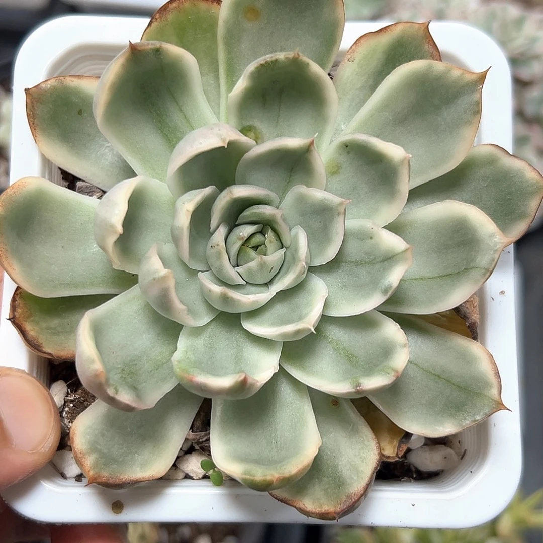 落雁锦 小方花圃一单包邮非偏远