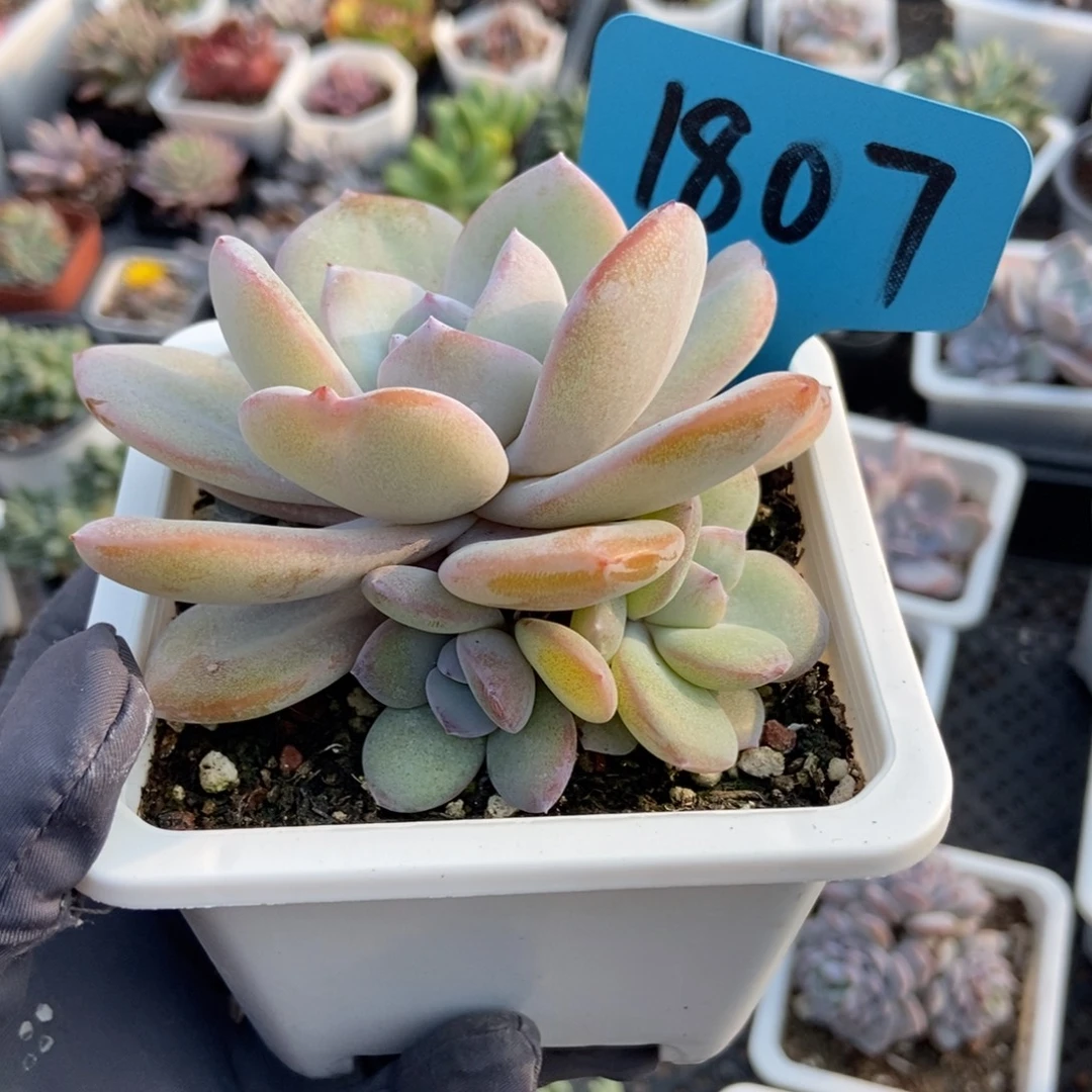 1807奶茶多肉植物多肉