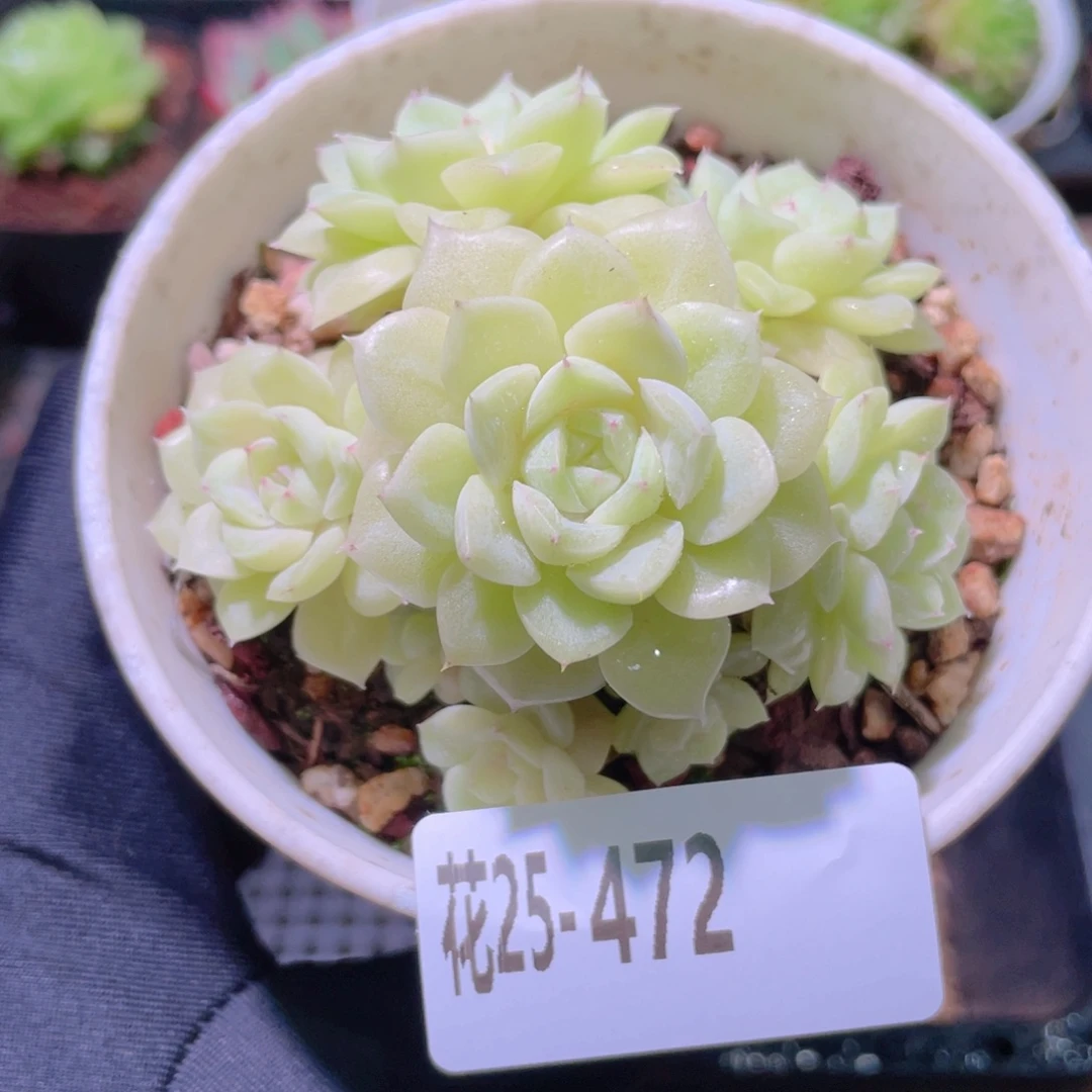花利美25-472白天鹅
