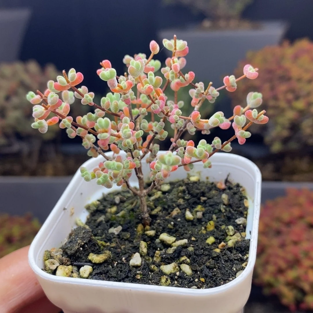 无花朵4号实生精控莱斯