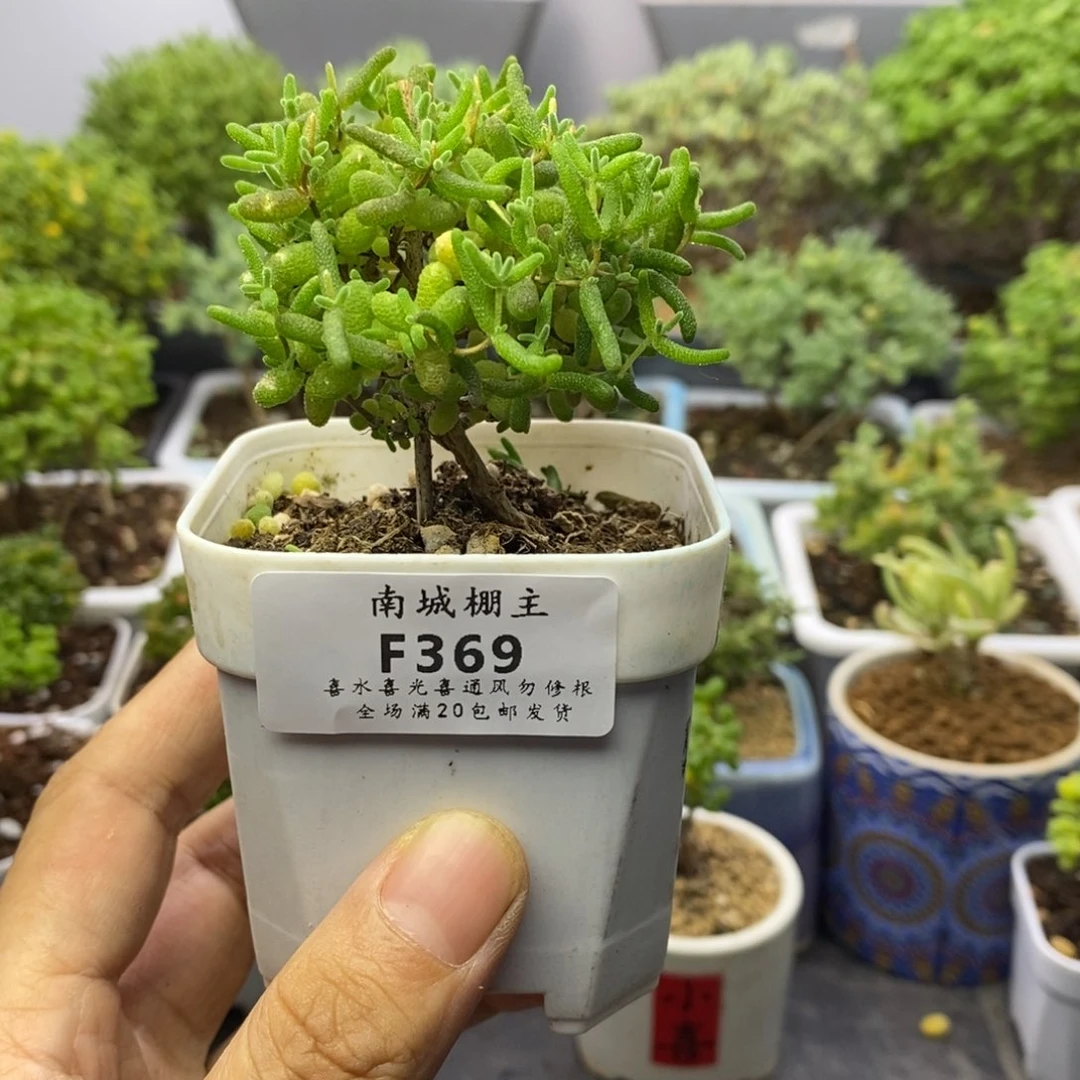 369蜜橘糖球枝干