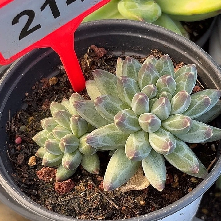 多肉植物申公豹214