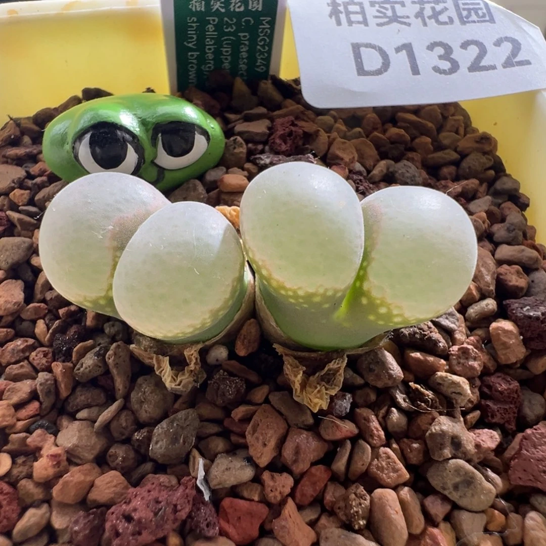 I*1322/青蛙b23专拍。  4.5年。