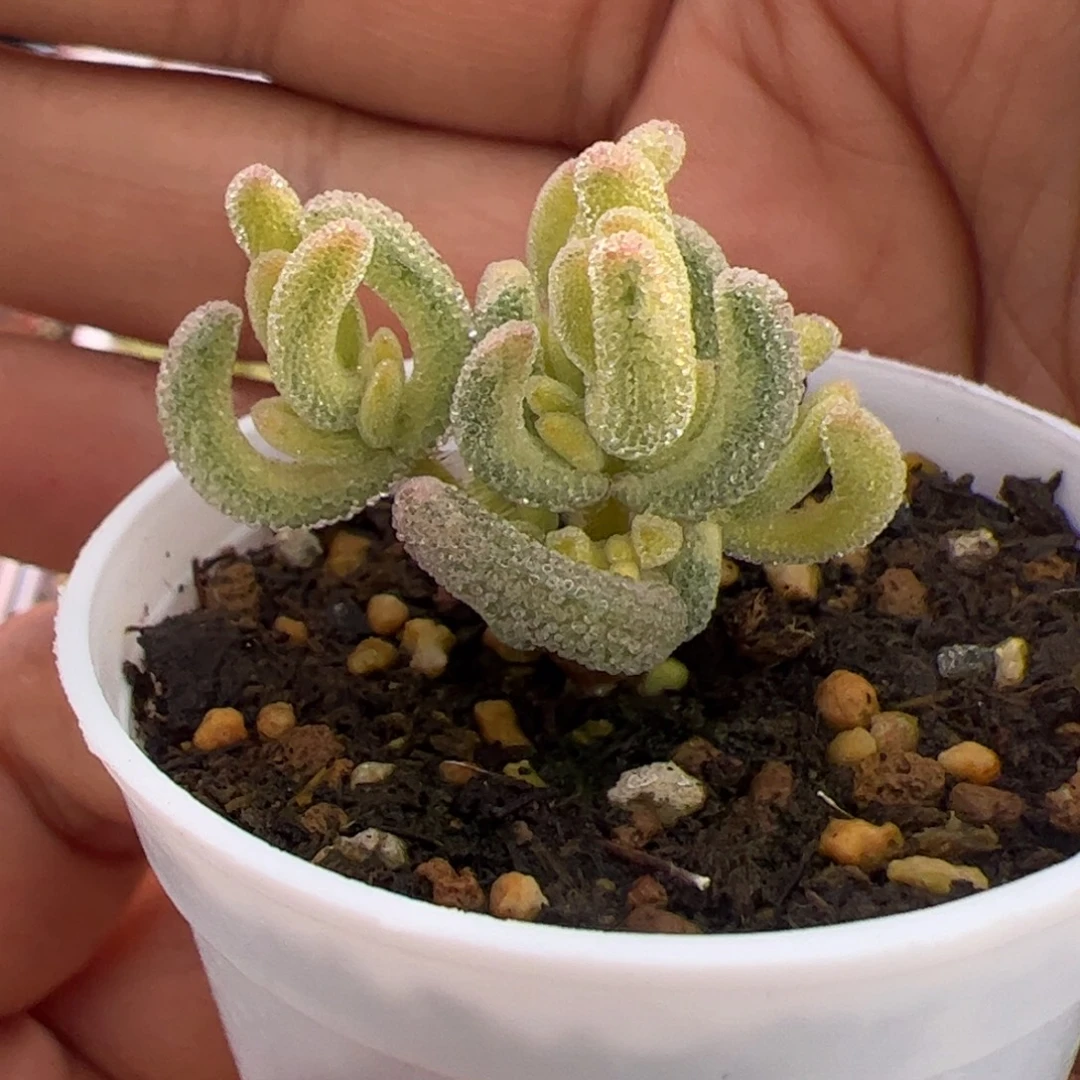 02多肉植物枝干超白